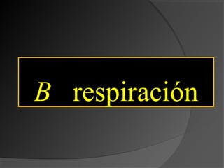 BB respiración
 