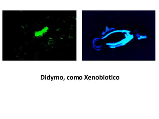 Didymo, como Xenobiotico 
 