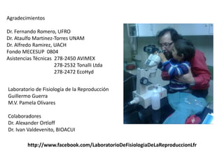 Agradecimientos 
Dr. Fernando Romero, UFRO 
Dr. Ataulfo Martinez-Torres UNAM 
Dr. Alfredo Ramirez, UACH 
Fondo MECESUP 0804 
Asistencias Técnicas 278-2450 AVIMEX 
278-2532 Tonalli Ltda 
278-2472 EcoHyd 
Laboratorio de Fisiología de la Reproducción 
Guillermo Guerra 
M.V. Pamela Olivares 
Colaboradores 
Dr. Alexander Ortloff 
Dr. Ivan Valdevenito, BIOACUI 
http://www.facebook.com/LaboratorioDeFisiologiaDeLaReproduccionLfr 
 