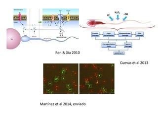 Cuevas et al 2013 
Ren & Xia 2010 
Martínez et al 2014, enviado 
 