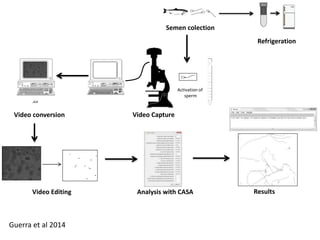 Semen colection 
Refrigeration 
.AVI 
Video conversion Video Capture 
Activation of 
sperm 
Video Editing Analysis with CASA Results 
Guerra et al 2014 
 