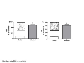 D E 
Control Activated 
600 
400 
200 
0 
* 
VCL 
% of control 
Control Activated 
500 
400 
300 
200 
100 
0 
* 
VSL 
% of control 
Martinez et al 2014, enviado 
 