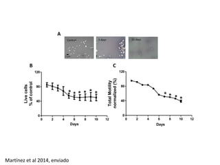 A 
B 
Control 3 days 20 days 
2 μm 
C 
0 2 4 6 8 10 12 
120 
80 
40 
0 
* * * * * * 
Days 
Live cells 
% of control 
* * * * 
0 2 4 6 8 10 12 
120 
80 
40 
0 
Days 
Total Motility 
normalized (%) 
Martínez et al 2014, enviado 
 