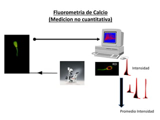 Fluorometria de Calcio 
(Medicion no cuantitativa) 
ROI 
Intensidad 
Promedio Intensidad 
 