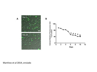 Day 1 
A B 
Day 20 
5 μm 
* * * * * 
0 2 4 6 8 10 12 
120 
80 
40 
0 
Days 
Calcium Relative Fluorescence Unit 
% of control 
Martínez et al 2014, enviado 
 