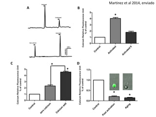 Control 
Post activation 
Aging 
5 
4 
3 
2 
1 
1.5 
1.0 
0.5 
0.0 
* 
* 
A B 
Calcium Relative Fluorescence Unit 
% of control 
Activated 
II Activated 
Zero calcium 
Activated 
C D 
Control 
Activated 
Activated II 
0 
* 
Calcium Relative Fluorescence Unit 
% of control 
5 * 
Control 
zero calcium 
Calcium add 
4 
3 
2 
1 
0 
* 
Calcium Relative Fluorescence Unit 
% of control 
Martinez et al 2014, enviado 
 