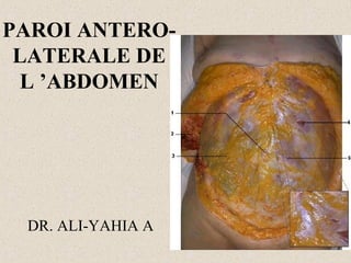 PAROI ANTEROLATERALE DE
L ’ABDOMEN

DR. ALI-YAHIA A

 