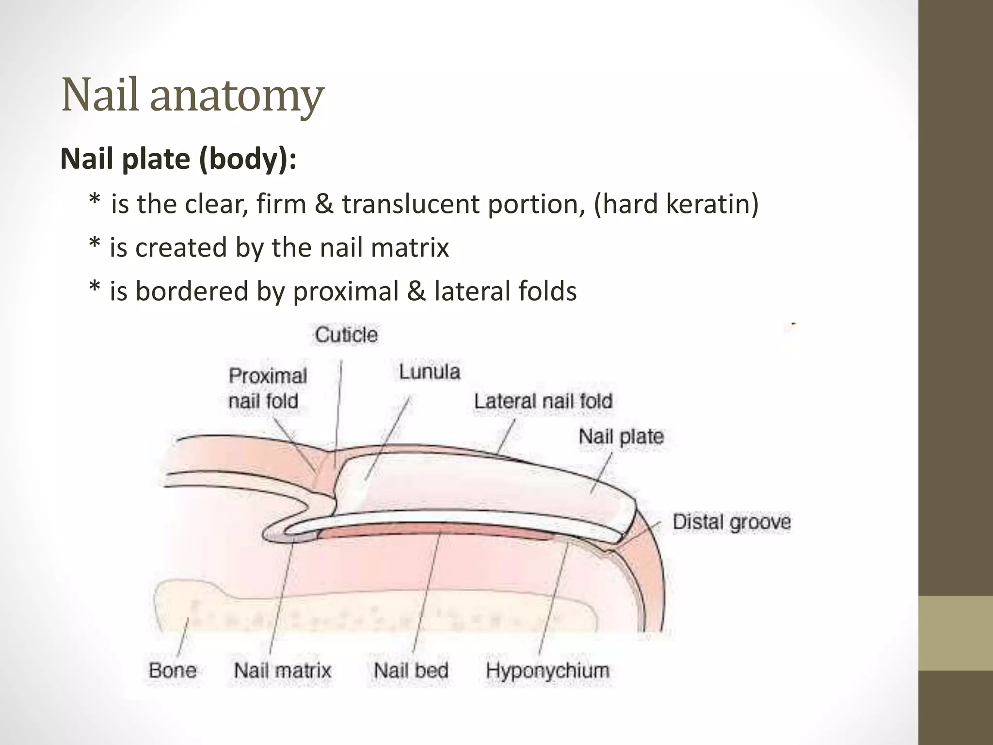 Nail anatomy
Nail plate (body):
* is the clear, firm & translucent portion, (hard keratin)
* is created by the nail matrix
* is bordered by proximal & lateral folds
 