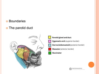 Parotid Incision Types Parotidectomy | PPTX