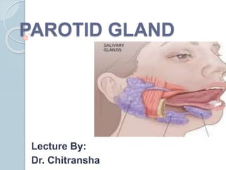 PAROTID GLAND
Lecture By:
Dr. Chitransha
 