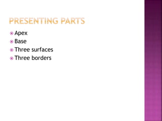  Apex
 Base
 Three surfaces
 Three borders
 