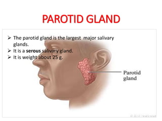 PAROTID GLAND
The parotid gland is the largest of the three pairs of
salivary glands.
It is a serous salivary gland.
It is weight about 25 g.
 The parotid gland is the largest major salivary
glands.
 It is a serous salivary gland.
 It is weight about 25 g.
HHHHHHHHHHHH
 