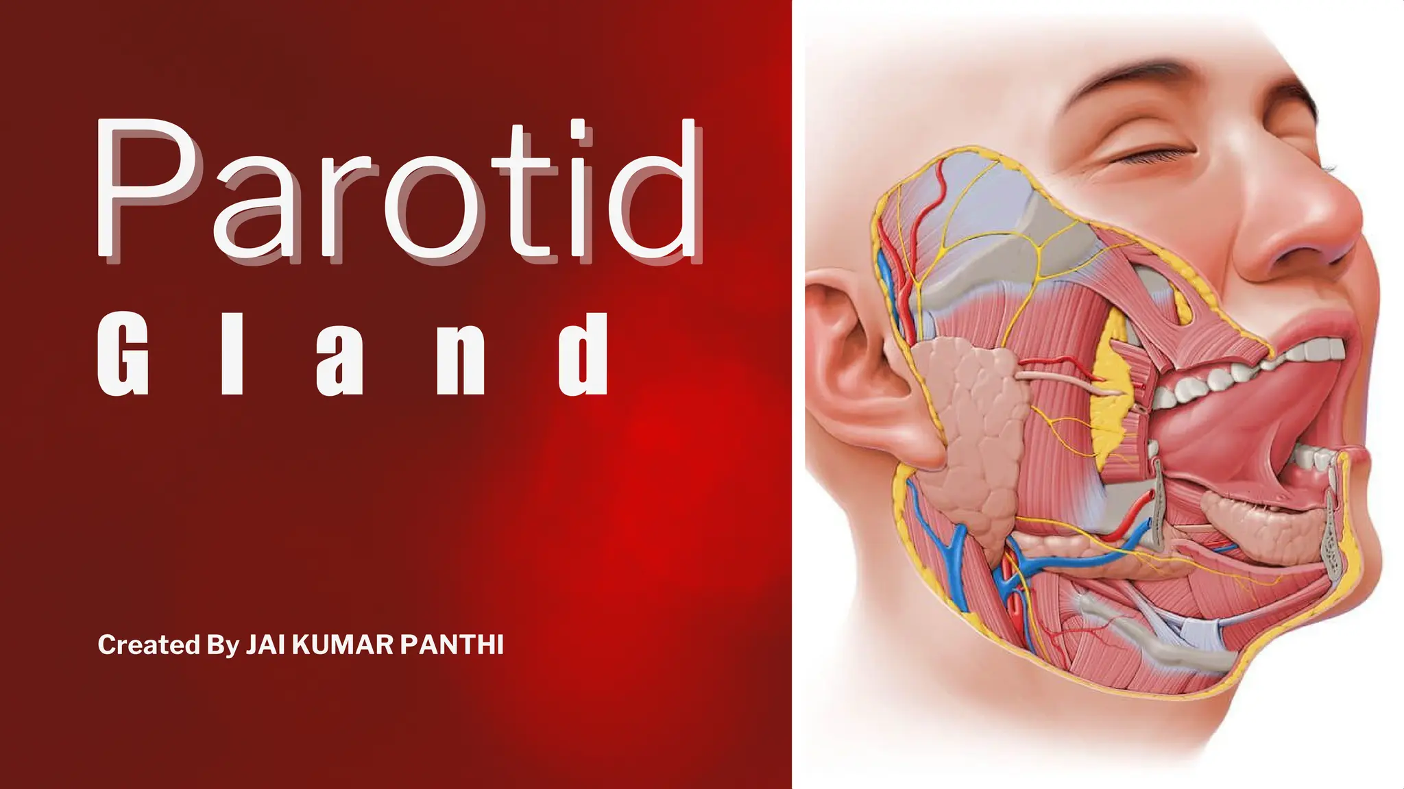 PAROTID GLAND Anatomy and their relations PDF Ear Nose and Throat