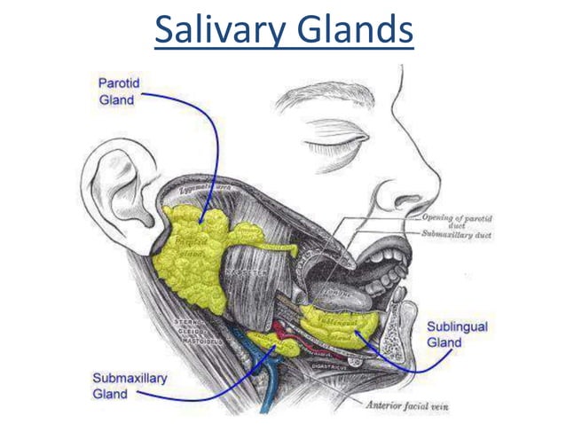 parotid-gland-facial-nerve-ppt