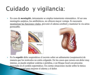    En caso de meningitis, únicamente se emplea tratamiento sintomático. Al ser una
    meningitis aséptica, los antibióticos, no ofrecen mayor ventaja. Es necesario
    monitorizar las funciones vitales, prevenir el edema cerebral y mantener la vía aérea
    permeable.




   En la orquitis debe suspenderse el escroto sobre un aditamento (suspensorio) de
    manera que los testículos no estén colgando. En los casos que cursen con dolor muy
    intenso, se puede emplear codeína o petidina, o un bloque local con procaina
    inyectada en el cordón espermático. En ciertas situaciones incide sobre la túnica
    del saco escrotal para mejorar el edema y el dolor.
 
