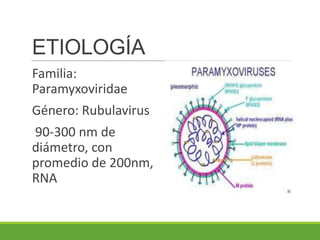 ETIOLOGÍA
Familia:
Paramyxoviridae
Género: Rubulavirus
90-300 nm de
diámetro, con
promedio de 200nm,
RNA
 