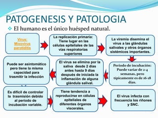 Parotiditis EN PEDIATRIA | PPTX
