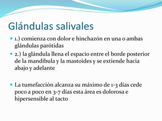 Glándulas salivales
 1.) comienza con dolor e hinchazón en una o ambas
glándulas parótidas
 2.) la glándula llena el espacio entre el borde posterior
de la mandíbula y la mastoides y se extiende hacia
abajo y adelante
 La tumefacción alcanza su máximo de 1-3 días cede
poco a poco en 3-7 días esta área es dolorosa e
hipersensible al tacto
 