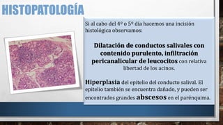 HISTOPATOLOGÍA
Si al cabo del 4º o 5º día hacemos una incisión
histológica observamos:
Dilatación de conductos salivales con
contenido purulento, infiltración
pericanalicular de leucocitos con relativa
libertad de los acinos.
Hiperplasia del epitelio del conducto salival. El
epitelio también se encuentra dañado, y pueden ser
encontrados grandes abscesos en el parénquima.
 