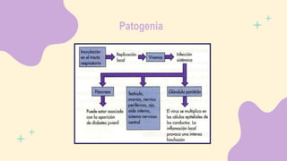 Patogenia
 