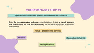 Manifestaciones clínicas
Aproximadamente la tercera parte de las infecciones son subclínicas
De las dos terceras partes de pacientes con manifestaciones clínicas, la mayoría solamente
tiene inflamación de una o de las dos parótidas y sólo una pequeña proporción tiene ataque a
otros territorios
Parotiditis
Ataque a otras glándulas salivales
Meningoencefalitis
Orquiepididimitis/ooforitis
 