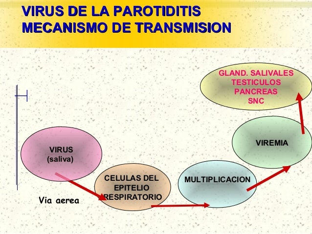 cadena epidemiologica paperas parotiditis sarion rubeola cadena epidemiologica paperas parotiditis sarion rubeola
