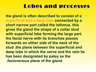 Lobes and processes
•the gland is often described to consist of a
superficial and a deep lobe connected by a
short narrow part called the isthmus. this
gives the gland the shape of a collar stud
with superficial lobe forming the large part.
the facial nerve with its branches passes
forwards on either side of the neck of the
stud .the plane between the superficial and
deep lobe in which the nerve and the vein lie
has been designated by patey as the
faciovenous plane of the gland.
 