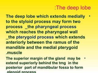 The deep lobe:
•The deep lobe which extends medially
to the styloid process may form two
process _the pharyngeal process
which reaches the pharyngeal wall
_the pterygoid process which extends
anteriorly between the ramus of the
mandible and the medial pterygoid
muscle.
•The superior margin of the gland may be
extend superiorly behind the tmg in the
posterior part of mandibular fossa to form
 