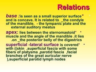RelationsRelations
•*base :is seen as a small superior surface
and is concave. It is related to _the condyle
of the mandible. - the tympanic plate and the
external auditory meatus
•*apex: lies between the sternomastoid
muscle and the angle of the mandible .it lies
on _the posterior belly of the digastrics.
•*superficial -lateral surface is covered
with ((skin ,superficial fascia with some
fibers of platysma ,parotid fascia ,facial
branches of the great auricular nerve
,superficial parotid lymph nodes(
 