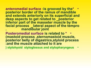•*anteromedial surface :is grooved by the
posterior border of the ramus of mandible
and extends anteriorly on its superficial and
deep aspects to get related to _posterior
inferior part of the masseter muscle by the
facial process _lateral aspect of the tempro
mandibular joint.
•*Posteromedial surface is related to
(mastoid process ,sternomastoid muscle,
posterior belly of digastrics,styloid process
and the muscle attached to it are:
•stylohyoid styloglossus and stylopharyngeus(
 