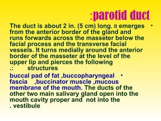 parotid duct:
•The duct is about 2 in. (5 cm( long. it emerges
from the anterior border of the gland and
runs forwards across the masseter below the
facial process and the transverse facial
vessels. It turns medially around the anterior
border of the masseter at the level of the
upper lip and pierces the following
structures.:
•buccal pad of fat ,buccopharyngeal
fascia ,buccinator muscle ,mucous
membrane of the mouth. The ducts of the
other two main salivary gland open into the
mouth cavity proper and not into the
vestibule.
 