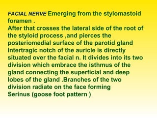 FACIAL NERVE Emerging from the stylomastoid
foramen .
After that crosses the lateral side of the root of
the styloid process ,and pierces the
posteriomedial surface of the parotid gland
Intertragic notch of the auricle is directly
situated over the facial n. It divides into its two
division which embrace the isthmus of the
gland connecting the superficial and deep
lobes of the gland .Branches of the two
division radiate on the face forming
Serinus (goose foot pattern (
 