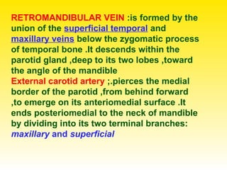 RETROMANDIBULAR VEIN :is formed by the
union of the superficial temporal and
maxillary veins below the zygomatic process
of temporal bone .It descends within the
parotid gland ,deep to its two lobes ,toward
the angle of the mandible
External carotid artery ;.pierces the medial
border of the parotid ,from behind forward
,to emerge on its anteriomedial surface .It
ends posteriomedial to the neck of mandible
by dividing into its two terminal branches:
maxillary and superficial
 