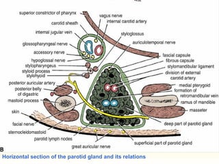 Horizontal section of the parotid gland and its relations
 