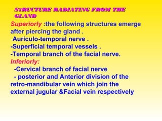 SSTTRUCTURE RADIATING FROM THERUCTURE RADIATING FROM THE
GLANDGLAND
Superiorly :the following structures emerge
after piercing the gland .
-Auriculo-temporal nerve .
-Superficial temporal vessels .
-Temporal branch of the facial nerve.
Inferiorly:
-Cervical branch of facial nerve
- posterior and Anterior division of the
retro-mandibular vein which join the
external jugular &Facial vein respectively
 