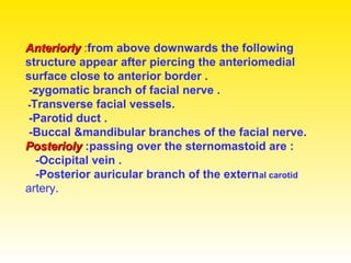 AnteriorlyAnteriorly :from above downwards the following
structure appear after piercing the anteriomedial
surface close to anterior border .
-zygomatic branch of facial nerve .
-Transverse facial vessels.
-Parotid duct .
-Buccal &mandibular branches of the facial nerve.
PosteriolyPosterioly :passing over the sternomastoid are :
-Occipital vein .
-Posterior auricular branch of the external carotid
artery.
 