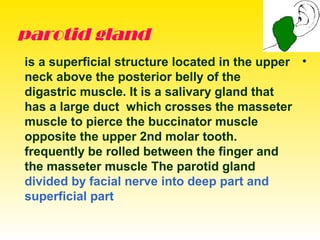parotid gland
•is a superficial structure located in the upper
neck above the posterior belly of the
digastric muscle. It is a salivary gland that
has a large duct which crosses the masseter
muscle to pierce the buccinator muscle
opposite the upper 2nd molar tooth.
frequently be rolled between the finger and
the masseter muscle The parotid gland
divided by facial nerve into deep part and
superficial part
 