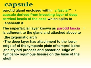 •**parotid gland enclosed within a fascial
capsule derived from investing layer of deep
cervical fascia of the neck which splits to
ensheath it.
•The superfaicial layer known as parotid fascia
is adherent to the gland and attached above to
the zygomatic arch.
•The deep layer has attachment to the lower
edge of of the tympanic plate of temprol bone
,the styloid process and posterior edge of
tympano- squmous fissure on the base of the
skull
 