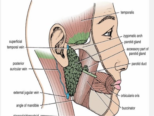 Parotid region