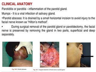 parotid region including the anatomy of parotid salivary gland | PPT