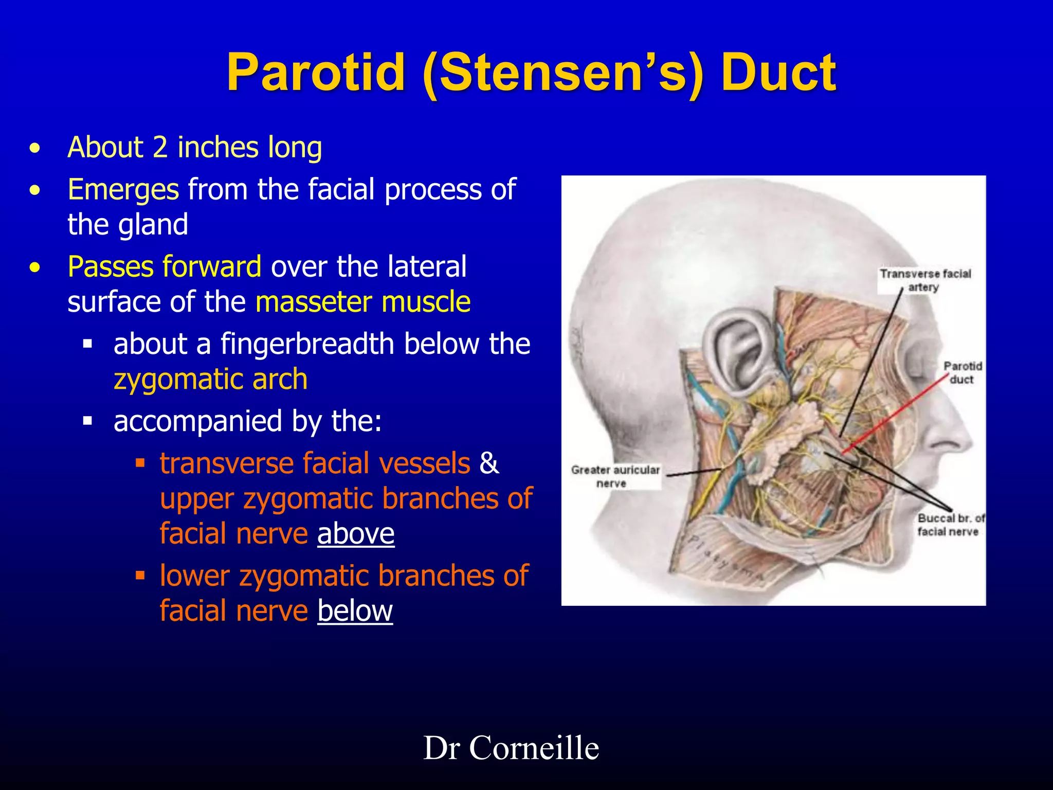 Parotid (Stensen’s) Duct
• About 2 inches long
• Emerges from the facial process of
the gland
• Passes forward over the lateral
surface of the masseter muscle
 about a fingerbreadth below the
zygomatic arch
 accompanied by the:
 transverse facial vessels &
upper zygomatic branches of
facial nerve above
 lower zygomatic branches of
facial nerve below
Dr Corneille
 