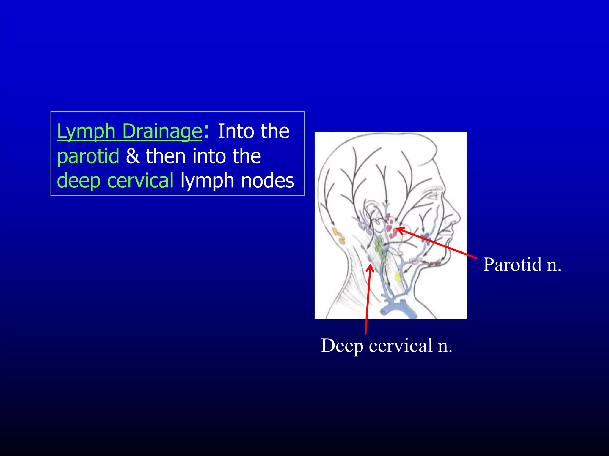 Lymph Drainage: Into the
parotid & then into the
deep cervical lymph nodes
Parotid n.
Deep cervical n.
 