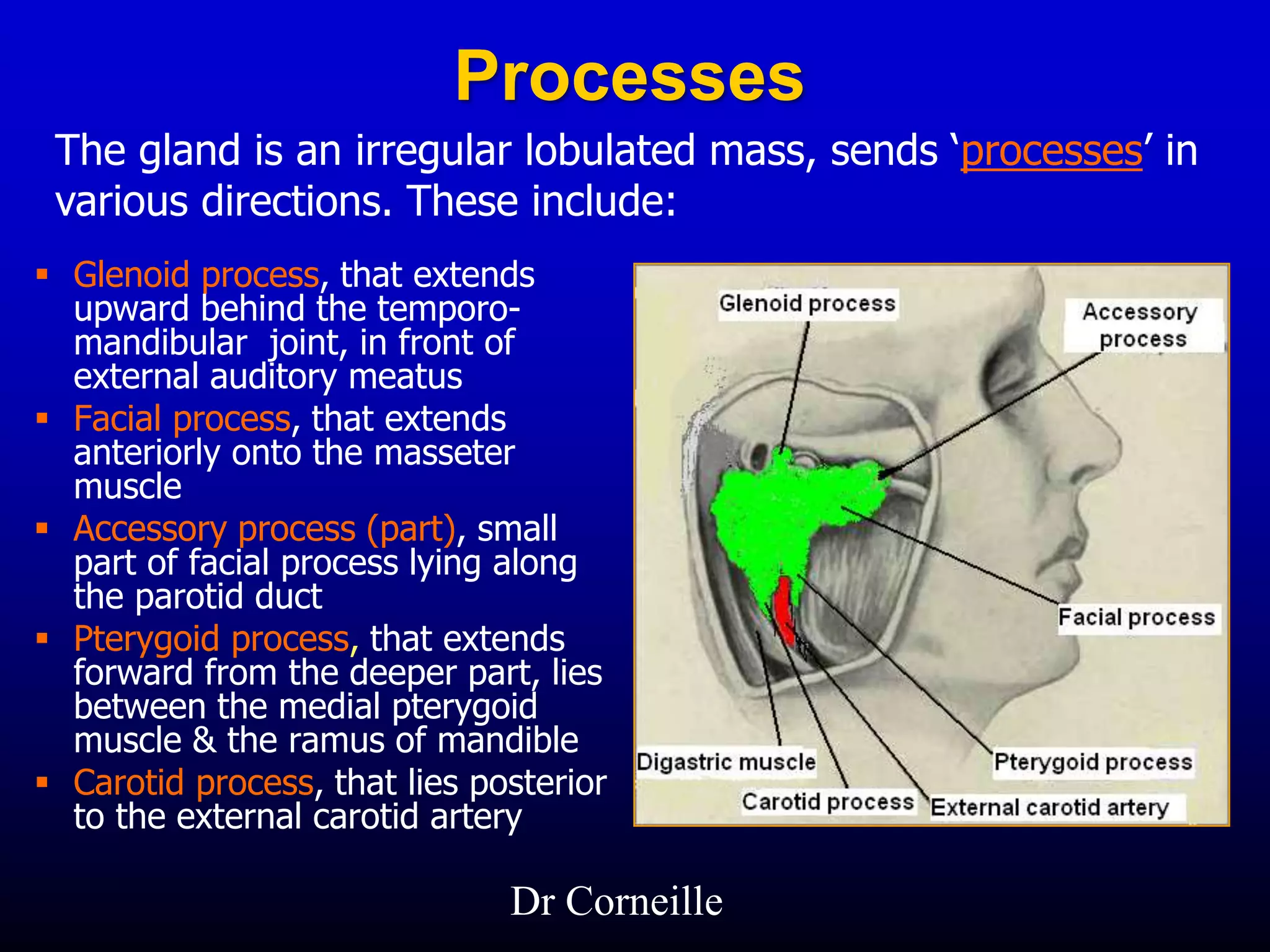 Processes
 Glenoid process, that extends
upward behind the temporo-
mandibular joint, in front of
external auditory meatus
 Facial process, that extends
anteriorly onto the masseter
muscle
 Accessory process (part), small
part of facial process lying along
the parotid duct
 Pterygoid process, that extends
forward from the deeper part, lies
between the medial pterygoid
muscle & the ramus of mandible
 Carotid process, that lies posterior
to the external carotid artery
The gland is an irregular lobulated mass, sends ‘processes’ in
various directions. These include:
Dr Corneille
 