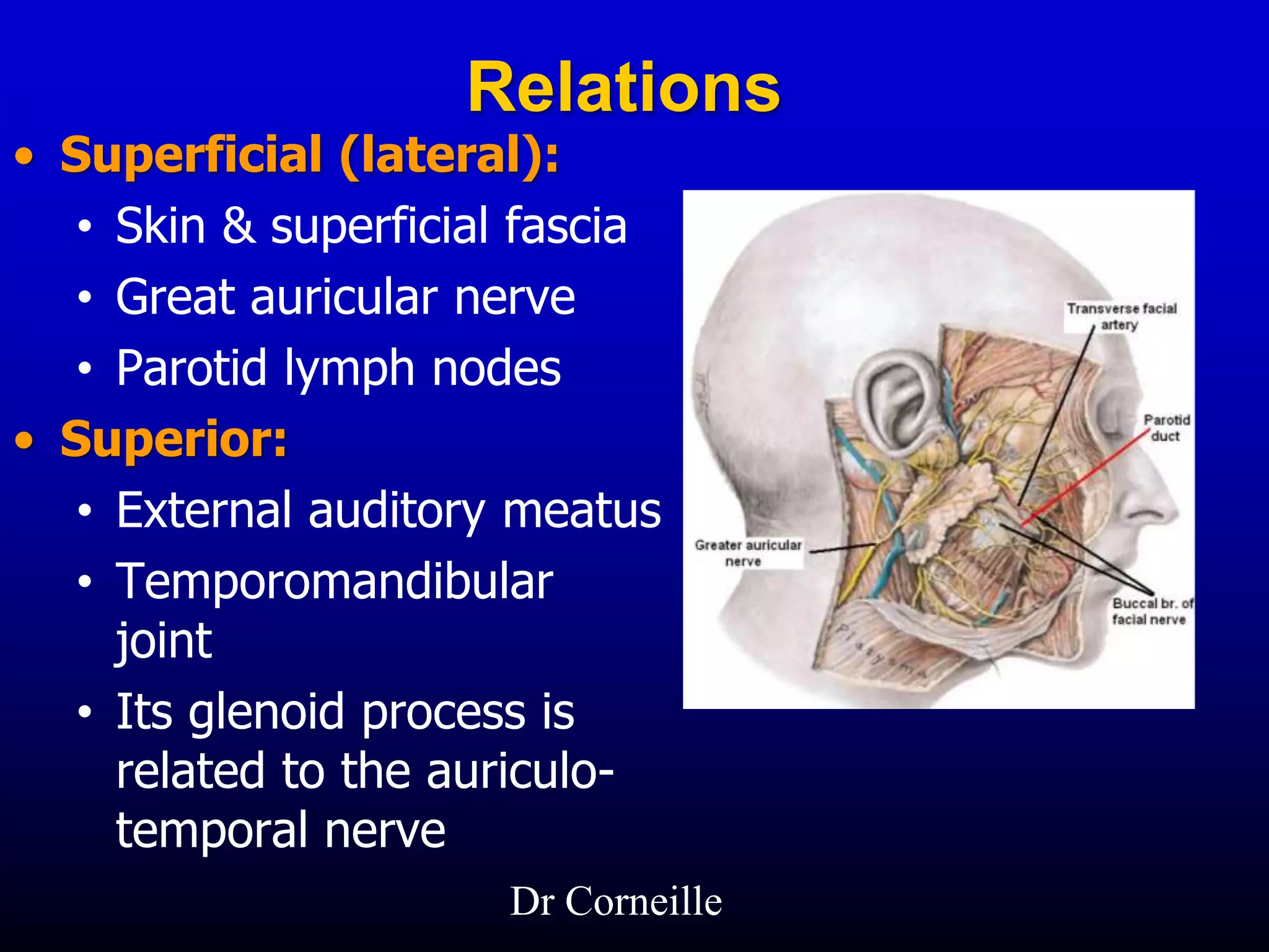 Relations
• Superficial (lateral):
• Skin & superficial fascia
• Great auricular nerve
• Parotid lymph nodes
• Superior:
• External auditory meatus
• Temporomandibular
joint
• Its glenoid process is
related to the auriculo-
temporal nerve
Dr Corneille
 