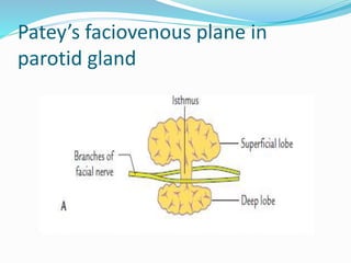 Patey’s faciovenous plane in
parotid gland
 