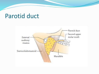 Parotid duct
 