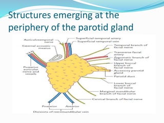 Structures emerging at the
periphery of the parotid gland
 