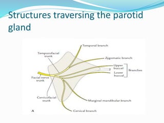 Structures traversing the parotid
gland
 