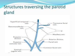 Structures traversing the parotid
gland
 
