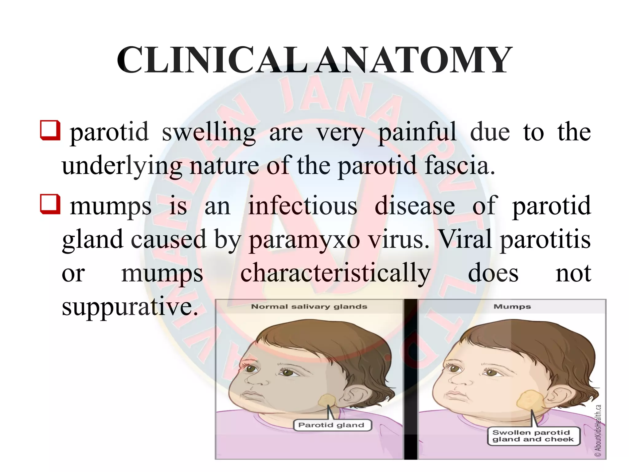 PAROTID GLAND | PDF